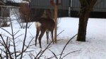 Uncover the Enchanting World of Deer at the Statue of Liberty