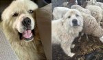 Unveiling the Casper Great Pyrenees: Discoveries and Delights